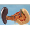 Pancreas de hígado, hígado y páncreas calientes y modelo de duodeno